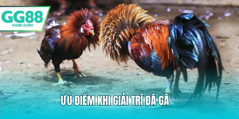 Ưu điểm khi giải trí đá gà
